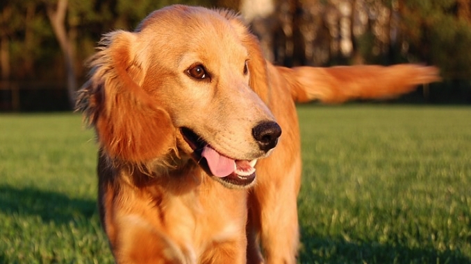 Chiusura temporanea dell’Area Cani di via Tevere